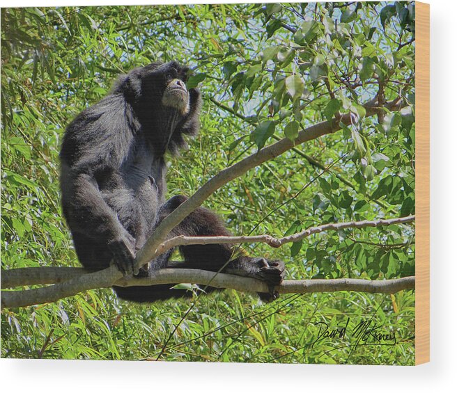 Black Howler Monkey Wood Print featuring the photograph Black Howler Monkey by David McKinney