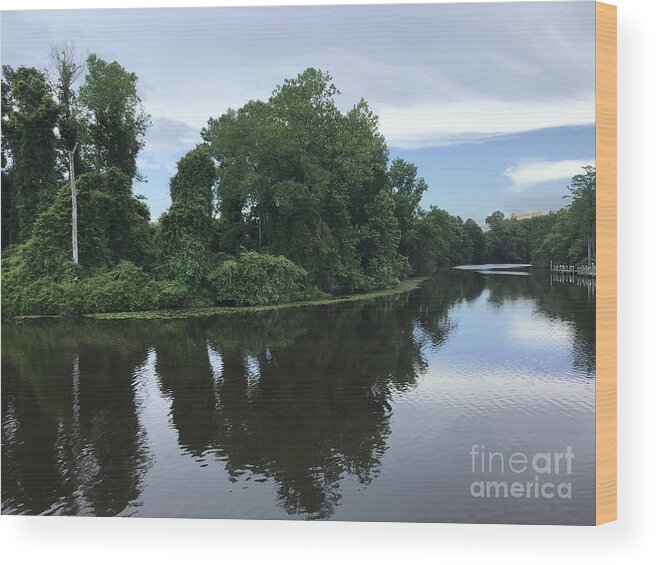 Blackwater Wood Print featuring the photograph Blackwater River Tree Show by Catherine Wilson