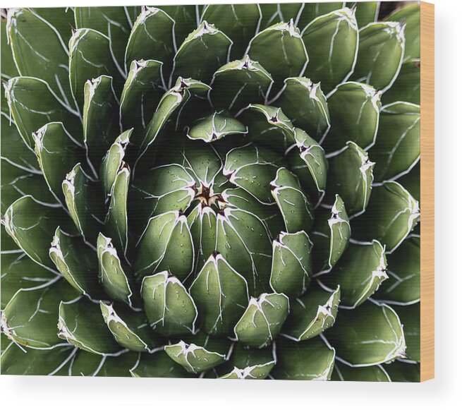 Cactus Wood Print featuring the photograph Blooming Agave by Rick Nelson