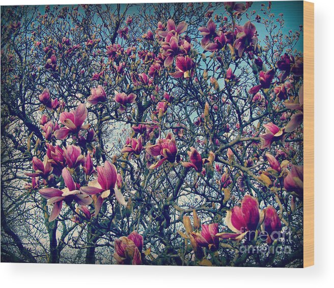 Nature Wood Print featuring the photograph Blooming Magnolias by Frank J Casella