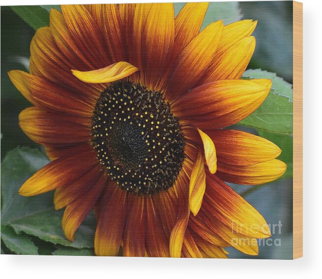 Sunflowers Wood Print featuring the photograph Blowing Sunflower by Jimmy Chuck Smith