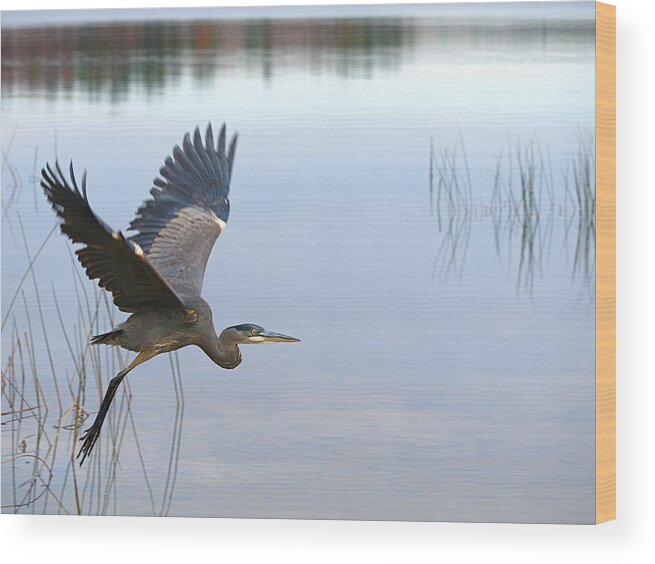 Great Blue Heron Wood Print featuring the photograph Blue Heron 3 by Peter Gray