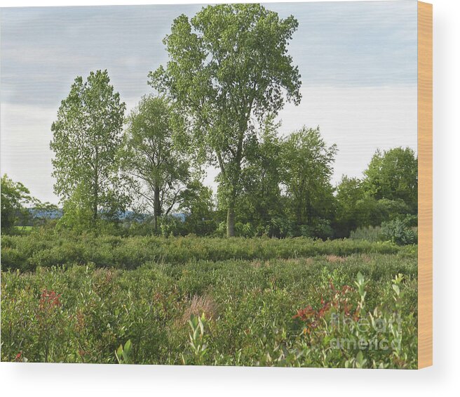 Blueberry Bushes Wood Print featuring the mixed media Blueberry Bushes and Trees Saratoga County, NY, USA by Lise Winne