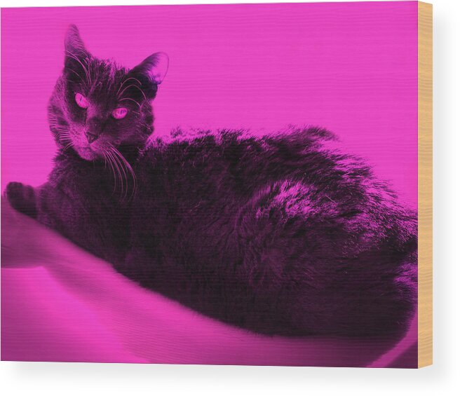American Shorthair Wood Print featuring the photograph Bluz in Neon Pink by Judy Kennedy