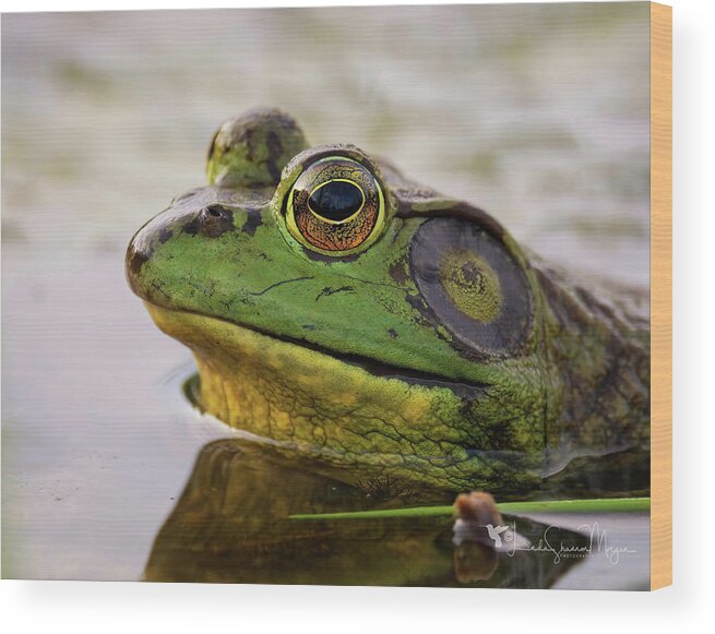 Nature Wood Print featuring the photograph Bob the Snob by Linda Shannon Morgan