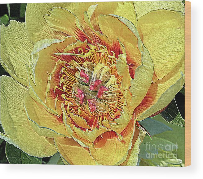 Border Charm Peony Wood Print featuring the photograph Border Charm Peony by Jeanette French