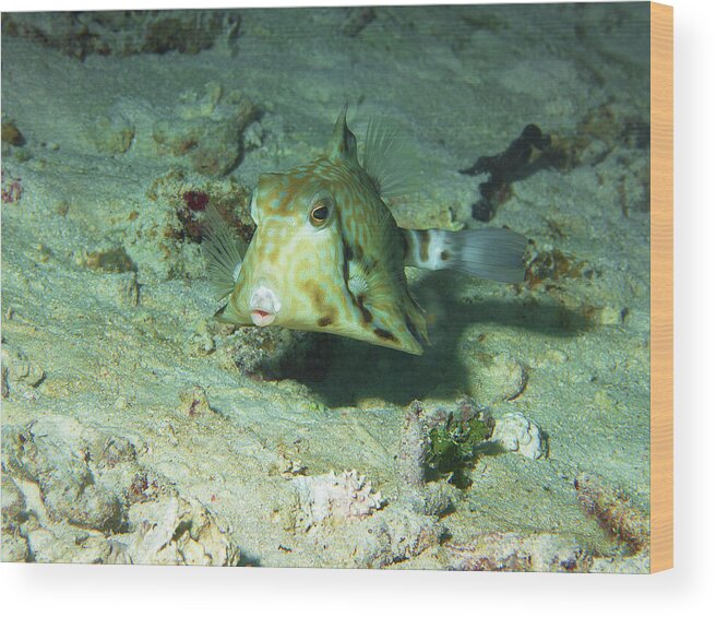Boxfish Wood Print featuring the photograph Boxfish - You will love this photograph of that cute fish - by Ute Niemann