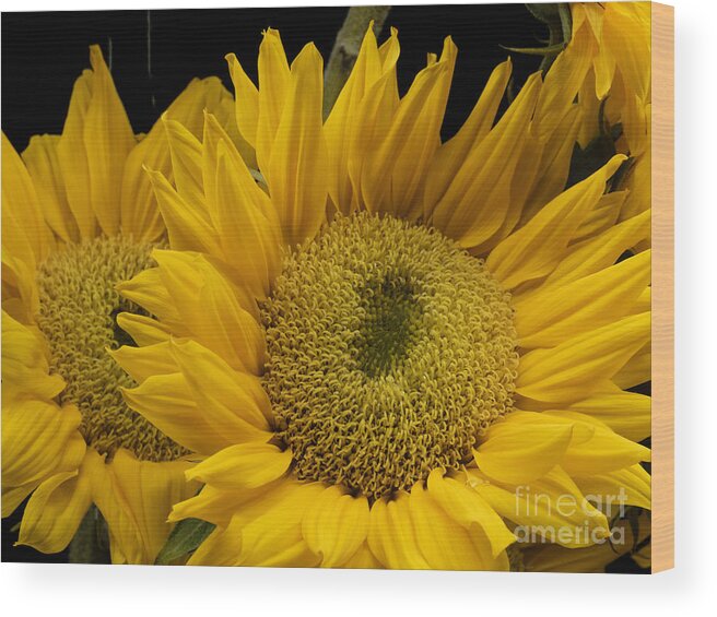 Sunflower Wood Print featuring the photograph Bright Yellow Sunflowers by L Bosco
