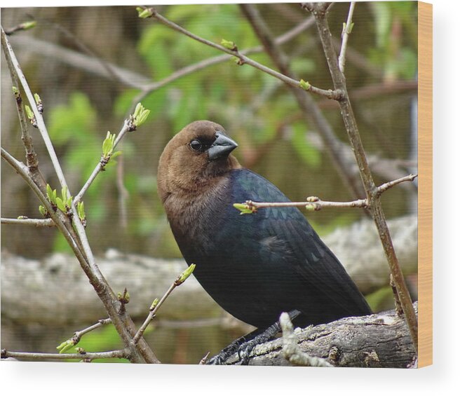 Brown-headed Cowbird Wood Print featuring the photograph Brown-headed Cowbird Male by Lyuba Filatova