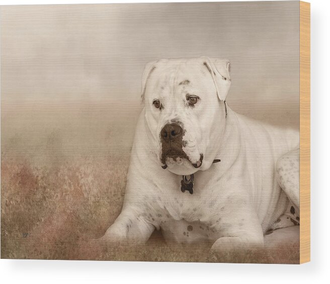 Bull Dog Wood Print featuring the photograph Brutus Dreaming by Elaine Teague