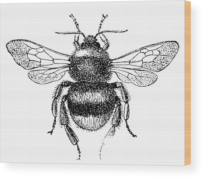 Engraving Wood Print featuring the drawing Buff-Tailed Bumblebee (Bombus Terrestris) by Ilbusca