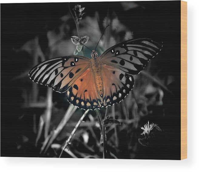 Monarch Butterfly Wood Print featuring the photograph Butter-Fly by Gena Herro