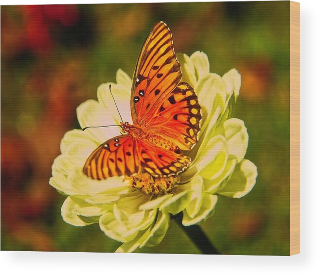Butterfly Wood Print featuring the photograph Butterfly Days by Allen Nice-Webb