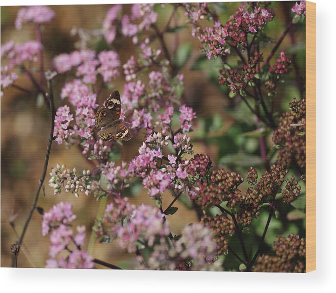 Butterfly Wood Print featuring the photograph Butterfly by Grant Twiss