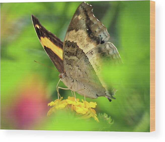 Palawan Wood Print featuring the photograph Butterfly on Yellow Flower by David Desautel