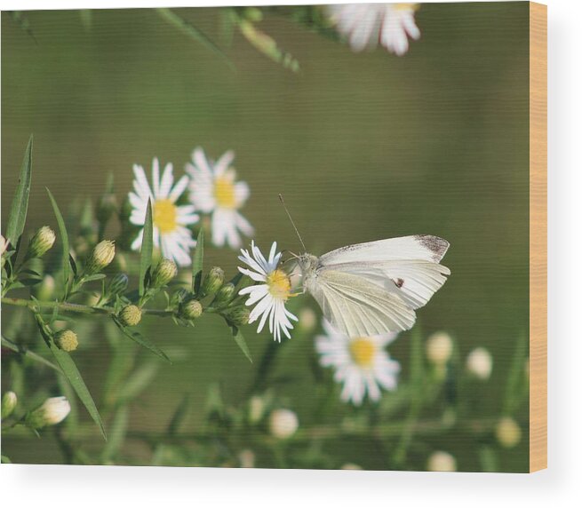 Butterfly Wood Print featuring the photograph Cabbage Butterfly on Wildflowers by Christopher Reed