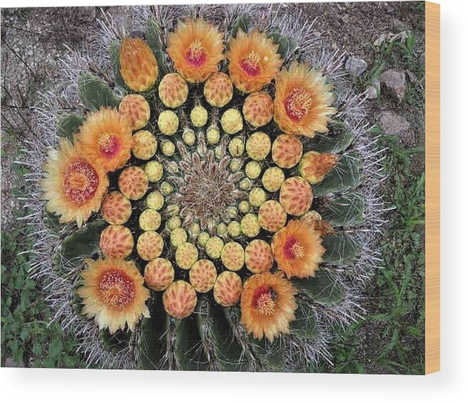 Cactus Wood Print featuring the photograph Cactus Mandala by Nancy Ayanna Wyatt