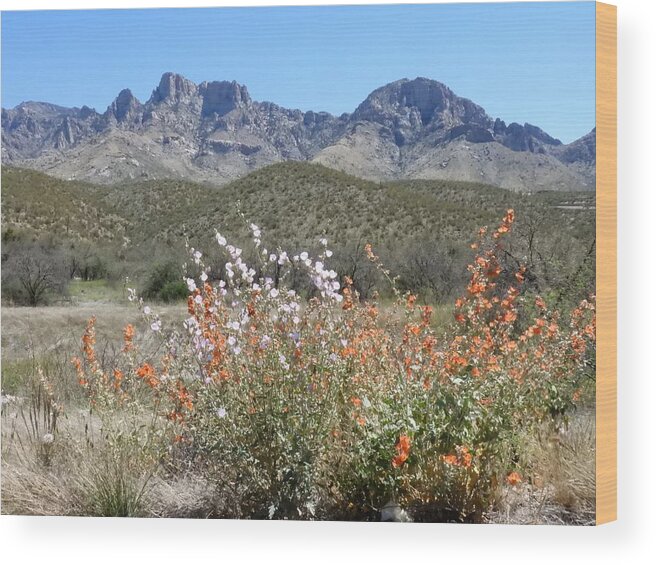Santa Catalina Mountains Wood Print featuring the photograph Catalina Mountains with Desert Mallow by Pat Goltz
