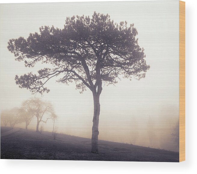 Sunrise Wood Print featuring the photograph Cedar Beach Fog Sunrise by Lake Muhlenberg by Jason Fink