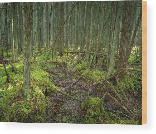 New Jersey Wood Print featuring the photograph Cedar Swamp at Franklin Parker Preserve by Kristia Adams