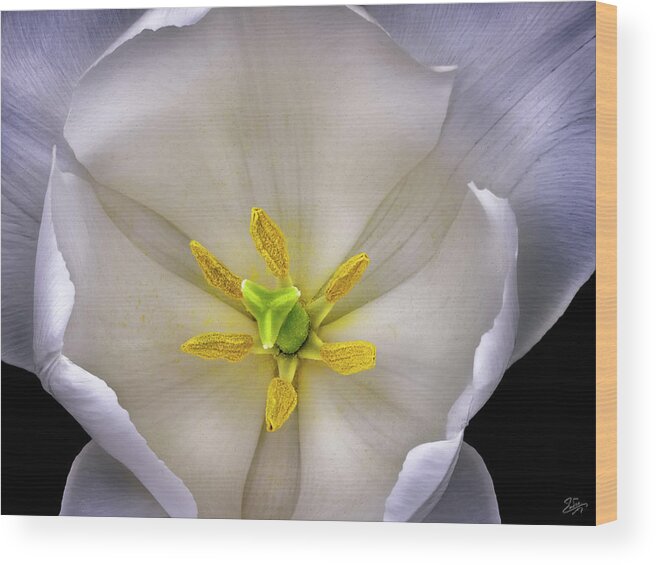 White Tulip Wood Print featuring the photograph Center Of A Tulip by Endre Balogh