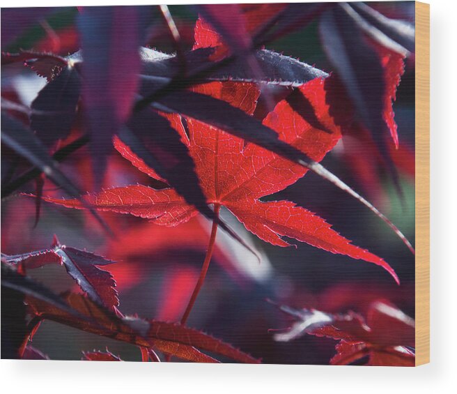 Japanese Maple Wood Print featuring the photograph Center of Attention - by Julie Weber