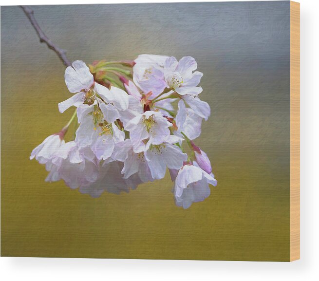 Plant Wood Print featuring the photograph Cherry Blossom Flowers by Art Cole
