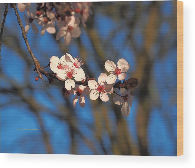 Botanical Wood Print featuring the photograph Cherry Blossom Grouping by Richard Thomas
