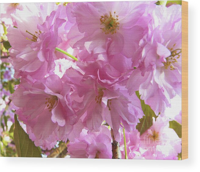 Cherry Blossom Wood Print featuring the photograph Cherry Blossom by Jasna Dragun