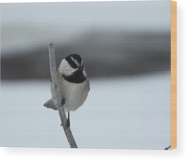 Black Capped Chickadee Wood Print featuring the photograph Chickadee by Nicola Finch