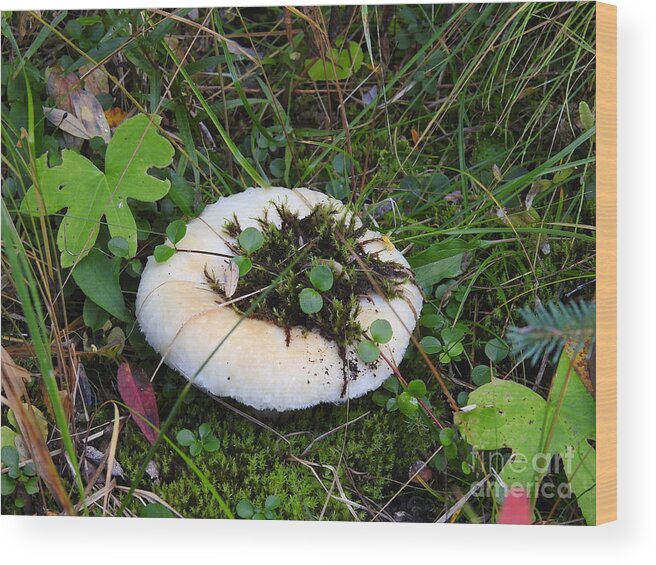 Mushroom Wood Print featuring the photograph Chilcotin Forest Mushroom Garden by Nicola Finch