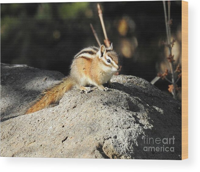 Chipmunk Wood Print featuring the photograph Chipmunk by Nicola Finch