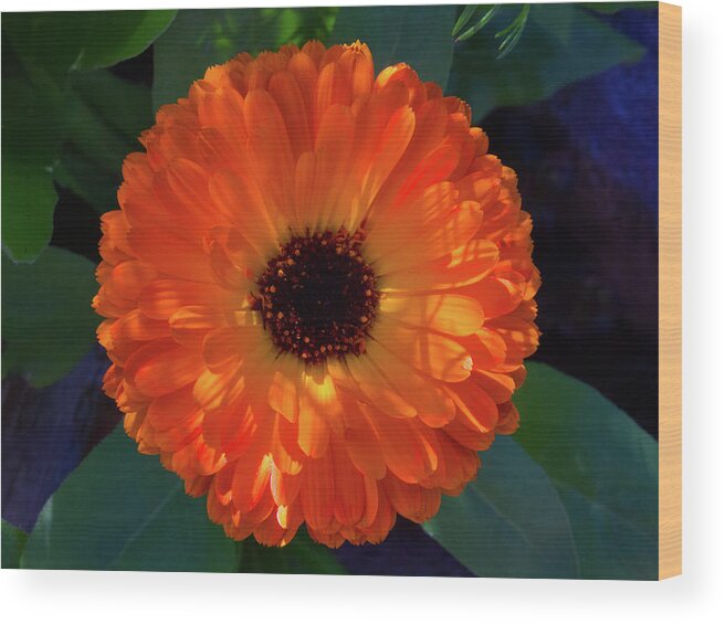 Beautiful Wood Print featuring the photograph Circular Orange Blossom by David Desautel