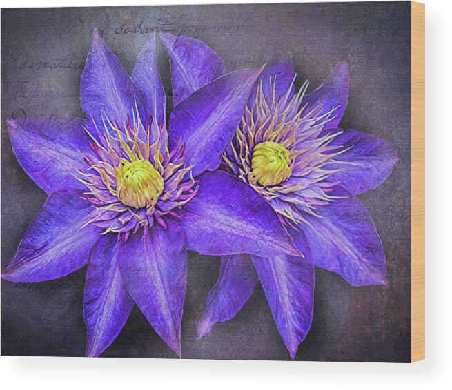 Clematis Wood Print featuring the photograph Clematis by Bill Barber