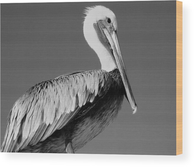 Animal Themes Wood Print featuring the photograph Close-up of a pelican by Teresa Simmons / FOAP