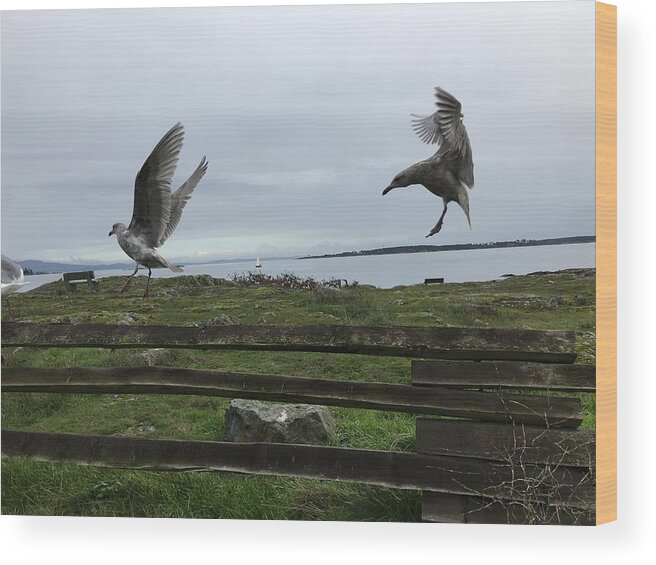 Grass Wood Print featuring the photograph Close-up of seagulls flying in mid-air by Olivija Stoilova / FOAP