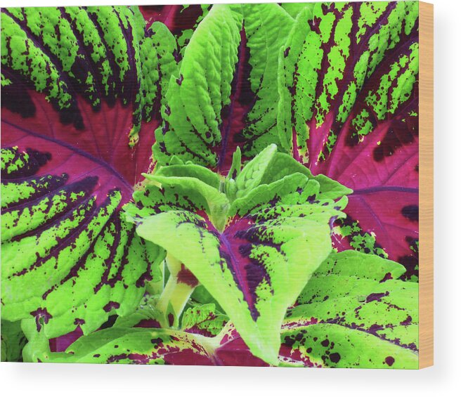 Plant Wood Print featuring the photograph Coleus Up Close And Personal by Leslie Montgomery