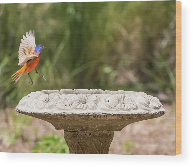 Painted Bunting Wood Print featuring the photograph Coming In For a Drink by Joe Granita
