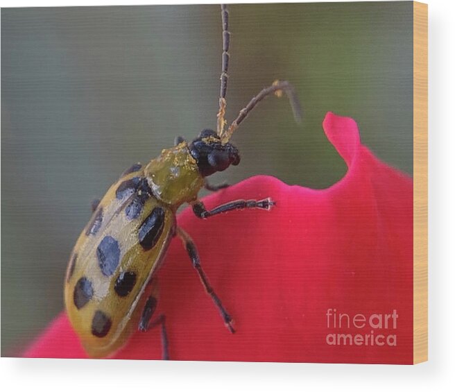 Beetle Wood Print featuring the photograph Cucumber Beetle by Catherine Wilson