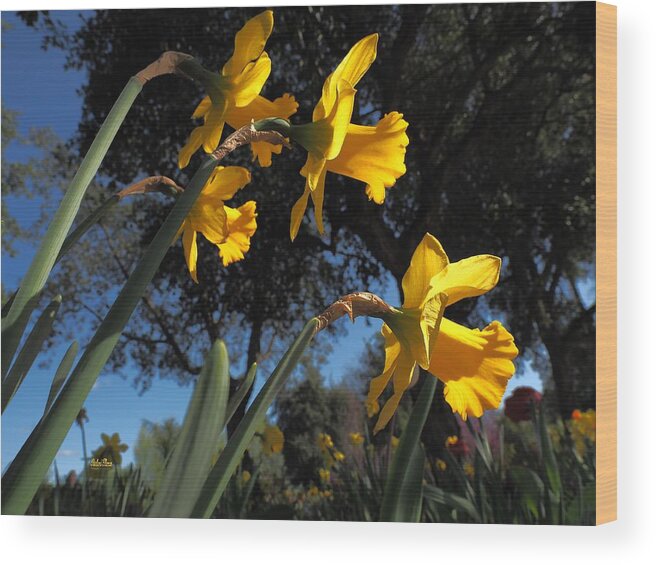  Spring Wood Print featuring the photograph Daffodil Yellow by Richard Thomas