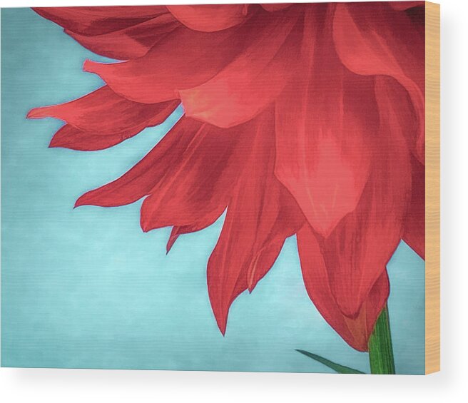 Dahlia Wood Print featuring the photograph Red Velvet Dahlia by Kevin Lane