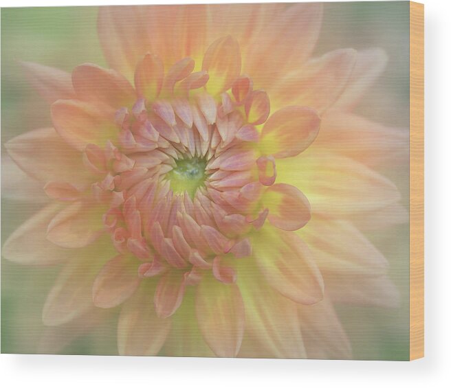 Dahlia Wood Print featuring the photograph Dahlia in Backlight by Sylvia Goldkranz