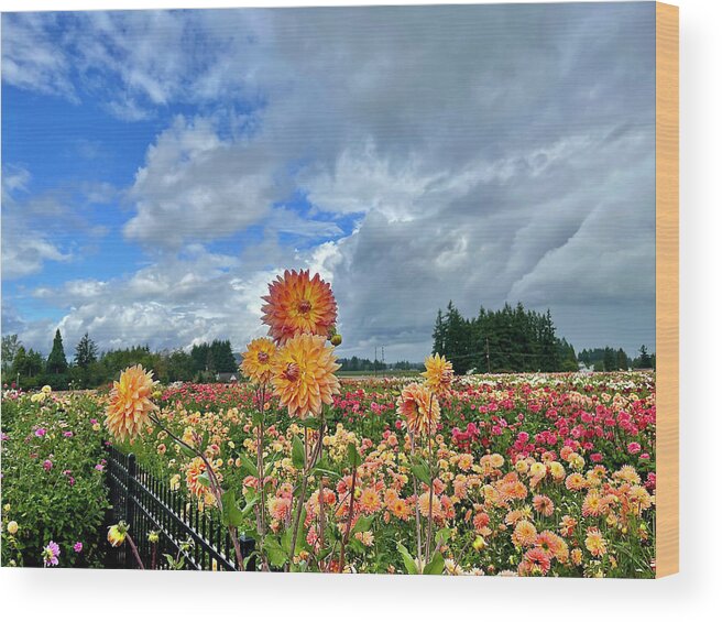 Dahlia Wood Print featuring the photograph Dahlias In The Sky by Brian Eberly