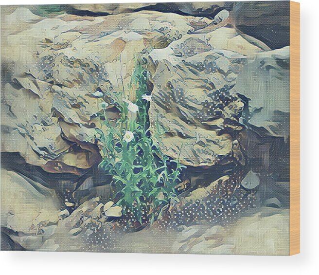 Daisies Wood Print featuring the mixed media Daisies in the Boulders by Christopher Reed