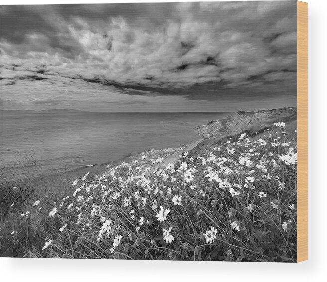Daisy Wood Print featuring the photograph Daisy Cliff by Kevin Bergen