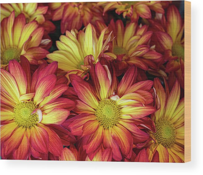 Daisy Mum Wood Print featuring the photograph Daisy Mums by Jerry Connally