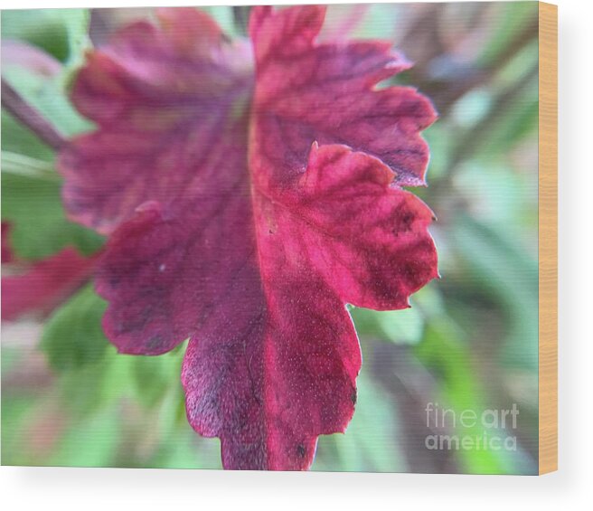 Daisy Leaf Wood Print featuring the photograph Daisy Red Leaf by Catherine Wilson