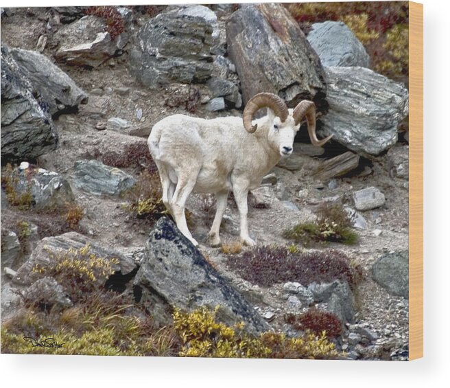Wildlife Puzzle Wood Print featuring the photograph Dall Ram in Denali by David Salter