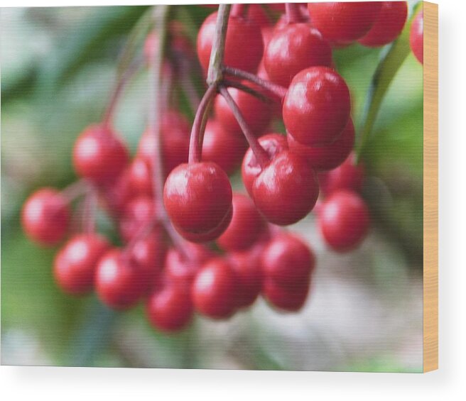  Wood Print featuring the photograph Dangling Berries by Gena Herro