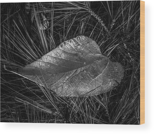 Leaf Wood Print featuring the photograph Dark Grey Leave by Cate Franklyn